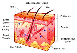 dermaroller understanding the skin